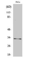 MRP-L15 Polyclonal Antibody