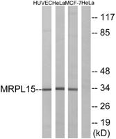 MRP-L15 Polyclonal Antibody