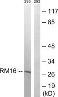 MRP-L16 Polyclonal Antibody