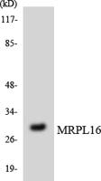 MRP-L16 Polyclonal Antibody