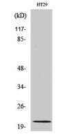 MRP-L18 Polyclonal Antibody