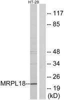 MRP-L18 Polyclonal Antibody