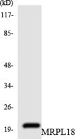 MRP-L18 Polyclonal Antibody