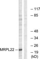 MRP-L22 Polyclonal Antibody