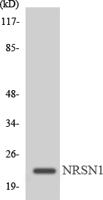 MRP-L22 Polyclonal Antibody