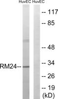 MRP-L24 Polyclonal Antibody