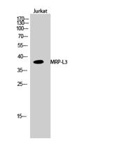 MRP-L3 Polyclonal Antibody