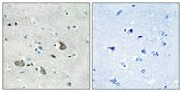 MRP-L32 Polyclonal Antibody