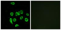 MRP-L32 Polyclonal Antibody