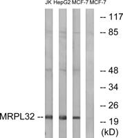 MRP-L32 Polyclonal Antibody