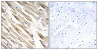 MRP-L33 Polyclonal Antibody