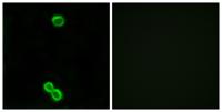 Ribosomal Protein L3L Polyclonal Antibody