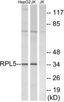 Ribosomal Protein L5 Polyclonal Antibody