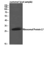 Ribosomal Protein L7 Polyclonal Antibody