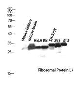 Ribosomal Protein L7 Polyclonal Antibody