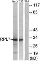 Ribosomal Protein L7 Polyclonal Antibody