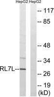 Ribosomal Protein L7L1 Polyclonal Antibody