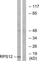 Ribosomal Protein S12 Polyclonal Antibody