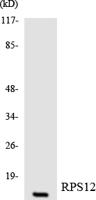 Ribosomal Protein S12 Polyclonal Antibody