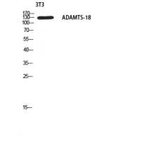 ADAMTS-18 Polyclonal Antibody