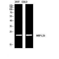 MRP-L35 Polyclonal Antibody