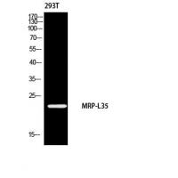 MRP-L35 Polyclonal Antibody