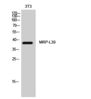 MRP-L39 Polyclonal Antibody