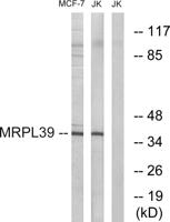 MRP-L39 Polyclonal Antibody