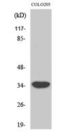 MRP-L4 Polyclonal Antibody