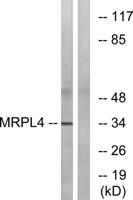 MRP-L4 Polyclonal Antibody