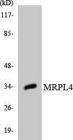 MRP-L4 Polyclonal Antibody