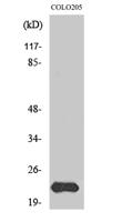 MRP-L40 Polyclonal Antibody