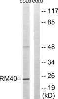 MRP-L40 Polyclonal Antibody