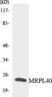 MRP-L40 Polyclonal Antibody