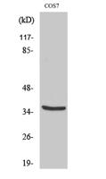 MRP-L44 Polyclonal Antibody