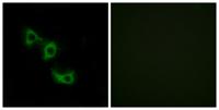 MRP-L44 Polyclonal Antibody