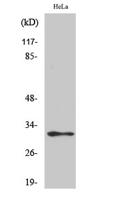 MRP-L46 Polyclonal Antibody