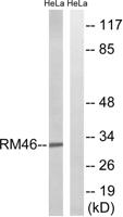 MRP-L46 Polyclonal Antibody