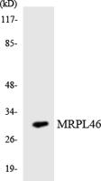 MRP-L46 Polyclonal Antibody