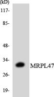 MRP-L47 Polyclonal Antibody