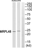 MRP-L48 Polyclonal Antibody