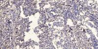 MRP-L48 Polyclonal Antibody