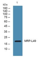 MRP-L49 Polyclonal Antibody