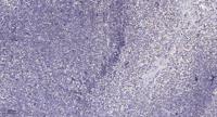 MRP-L49 Polyclonal Antibody