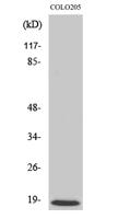 MRP-L50 Polyclonal Antibody