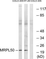 MRP-L50 Polyclonal Antibody