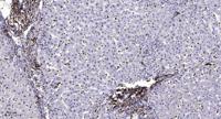 MRP-L50 Polyclonal Antibody