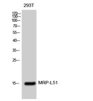 MRP-L51 Polyclonal Antibody