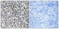 MRP-L51 Polyclonal Antibody