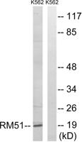 MRP-L51 Polyclonal Antibody